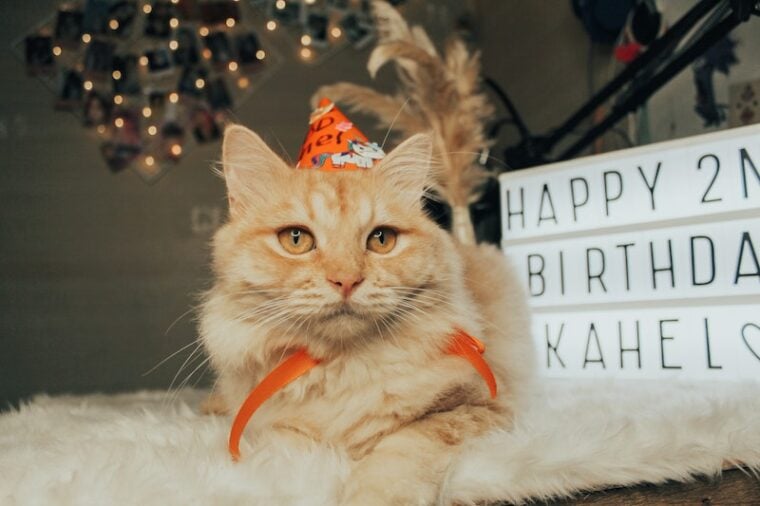 Cat with a party hat
