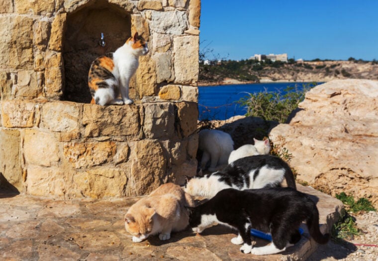 Gatos en Chipre