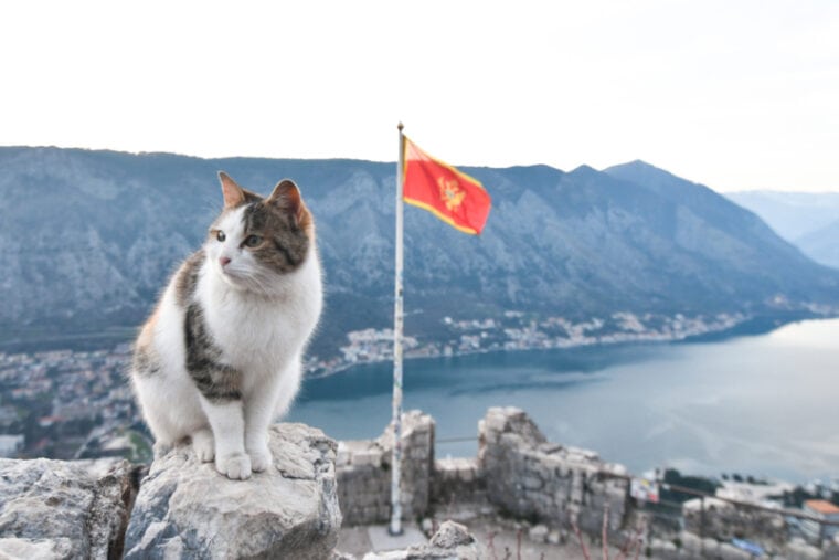 Cats in Kotor Montenegro
