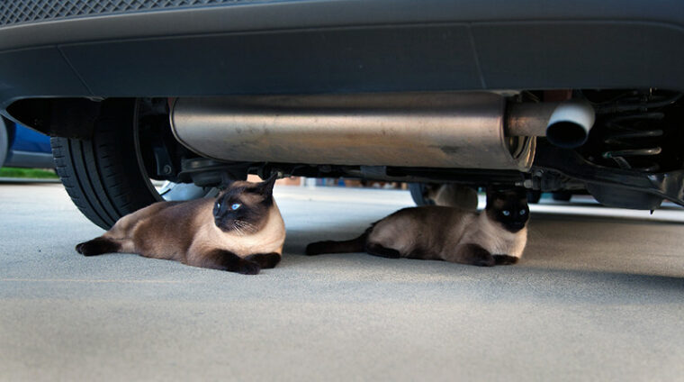 Cats under car