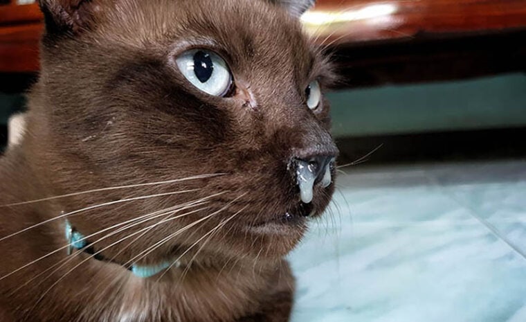 Chocolate cat with droopy nose close up