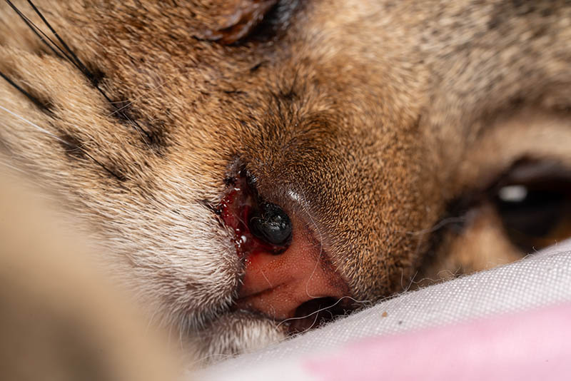 Close up tumor in nose of cat due to infected in lung