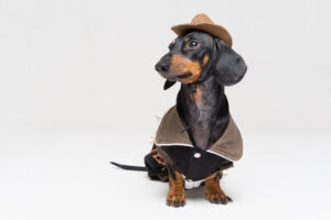Cute dachshund dog with cowboy costume and wearing western hat isolated on gray background.