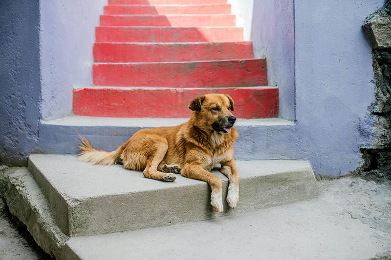 Cute dog resting on colorful stairs on street