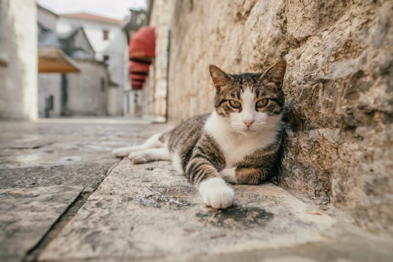 Lindo gato callejero relajándose en una acera en el casco antiguo de Kotor