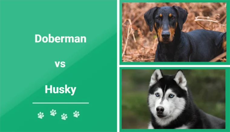 Doberman vs Husky - Featured Image