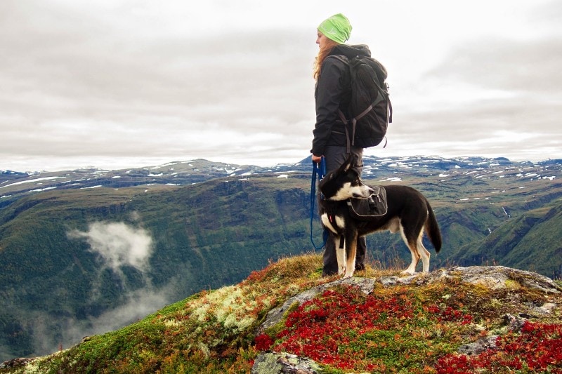 Dog hiking with a woman