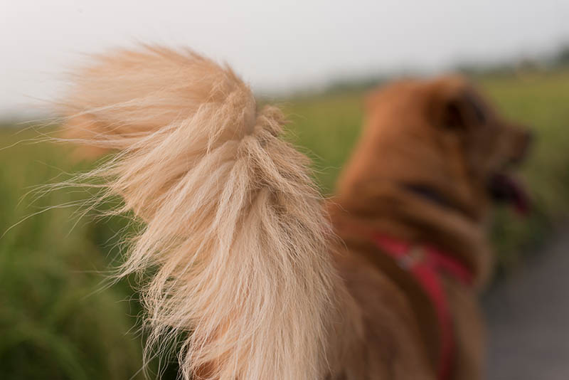Fluffy tail of brown dog with rice field behind