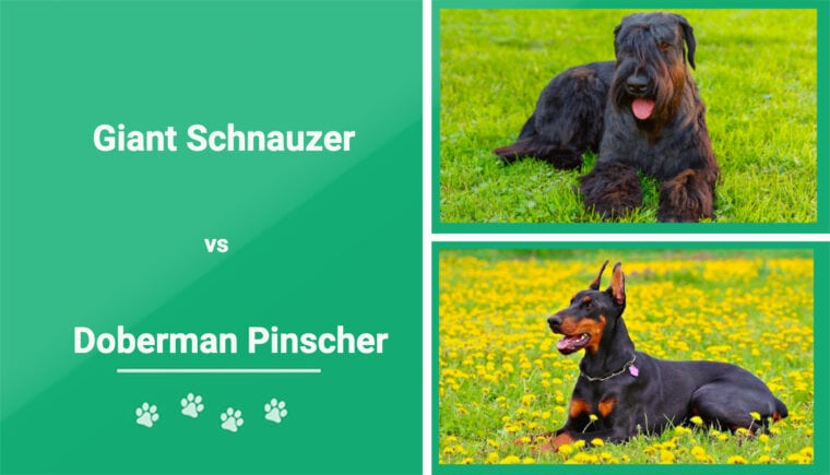 Giant Schnauzer vs Doberman Pinscher