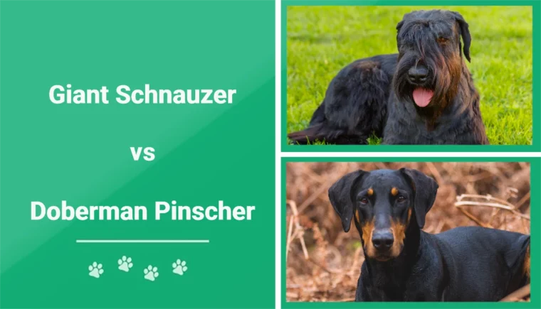 Giant Schnauzer vs Doberman Pinscher - Featured Image
