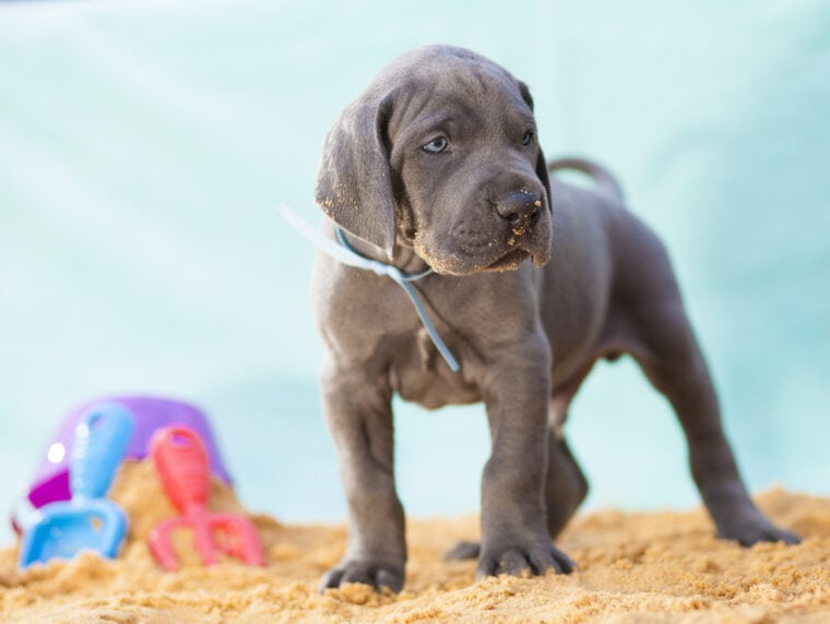 Great Dane puppy at the beach