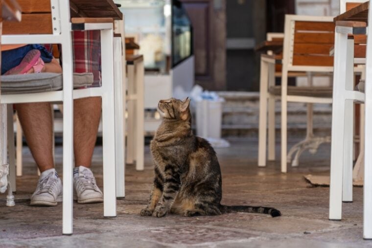 Hungry cat begs for food from tourists in a street restaurant in the old town of Kotor