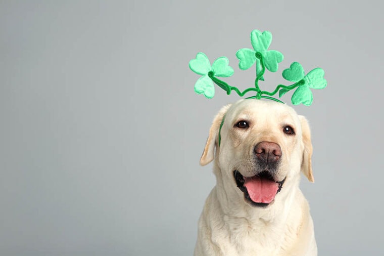 Labrador retriever with clover leaves headband