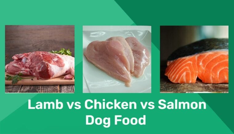 Lamb vs chicken vs salmon dog food ft