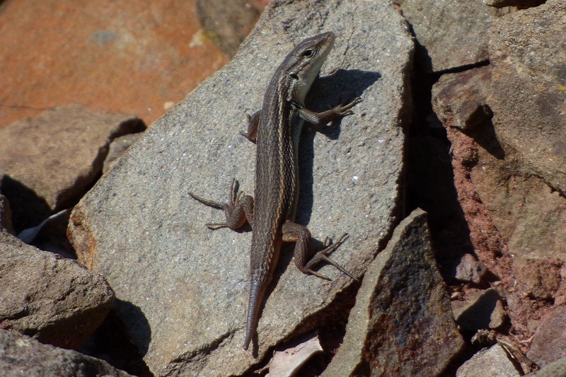 Lizard sargantana with a cut tail