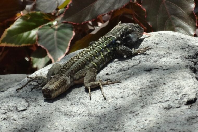 Lizard with a cut tail