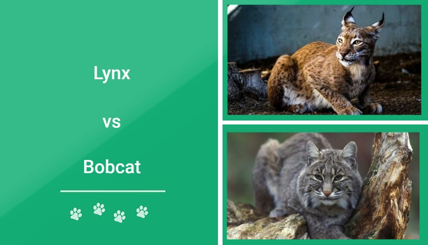lynx vs elinks