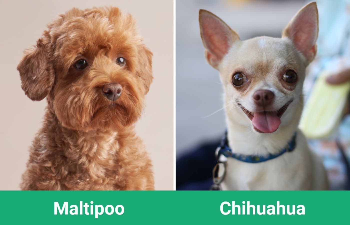 Maltipoo vs Chihuahua - Visual Differences