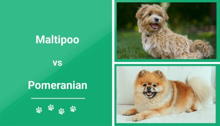 Maltipoo vs Pomeranian - Featured Image