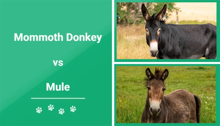 Mammoth Donkey vs Mule - Featured Image