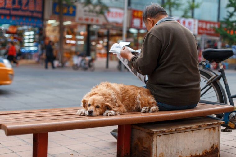 Man reading the newspaper with his dog besides him in China