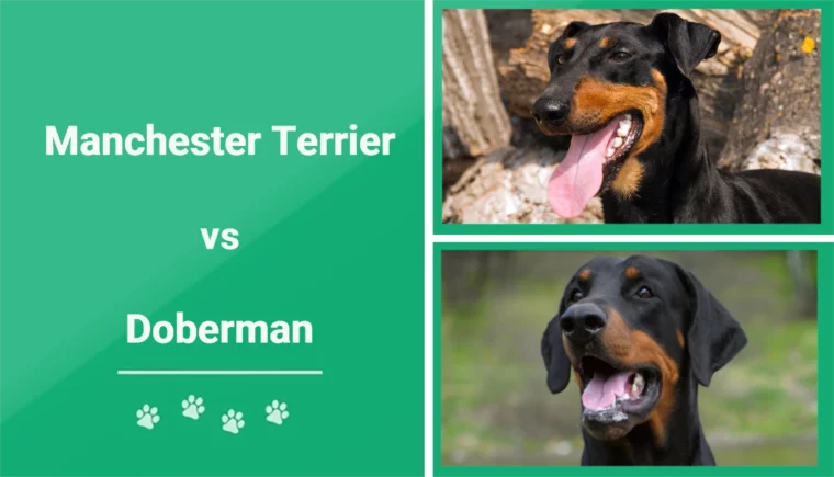 Manchester Terrier vs Doberman - Featured Image