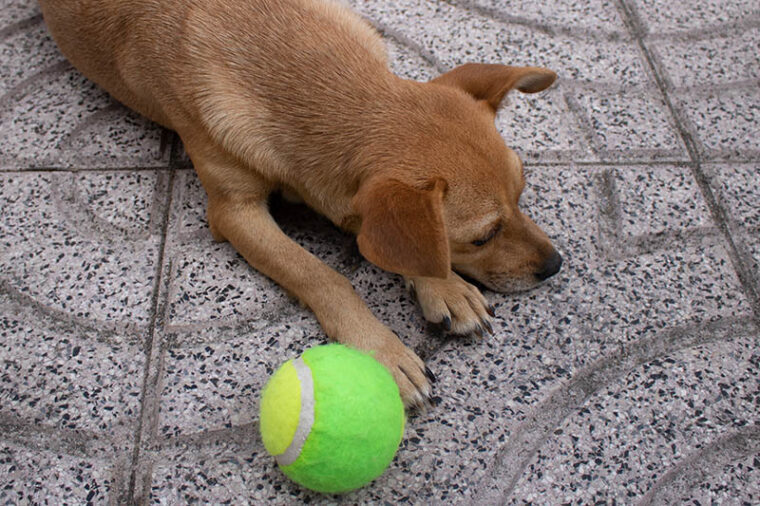 Mixed-breed fawn dog lying down on a tiled floor looking away next to a tennis ball and ignoring it