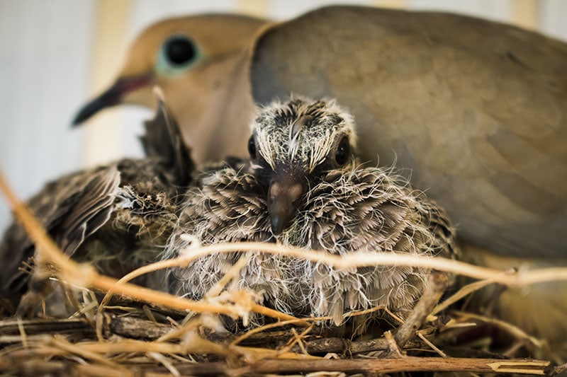 Morning dove and baby hatchlings