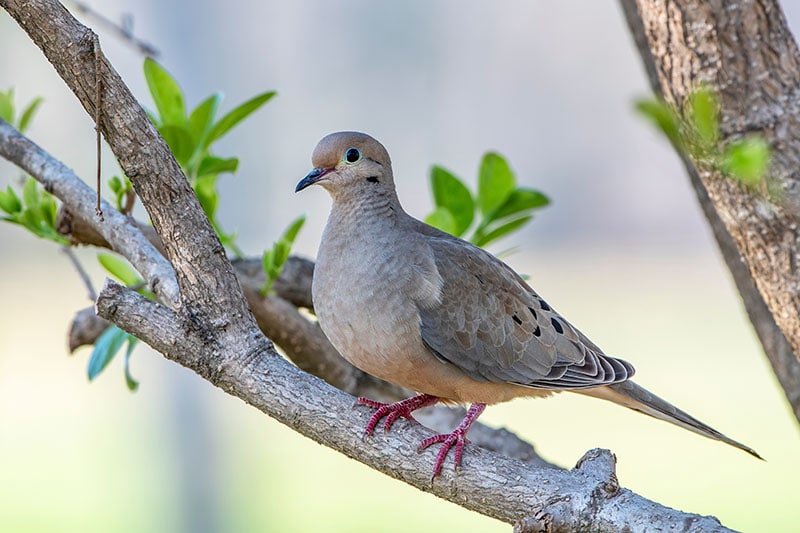 Mourning dove resting peacefully on a branch