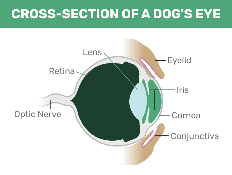 Cross section of a dog's eye