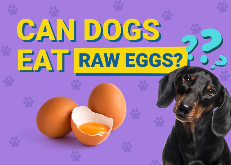Can Dogs Eat_raw eggs