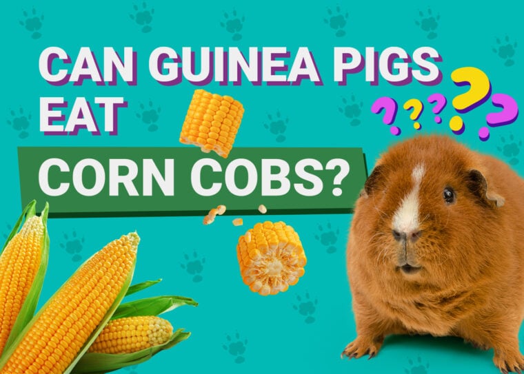 Can Guinea Pigs Eat_corn cobs