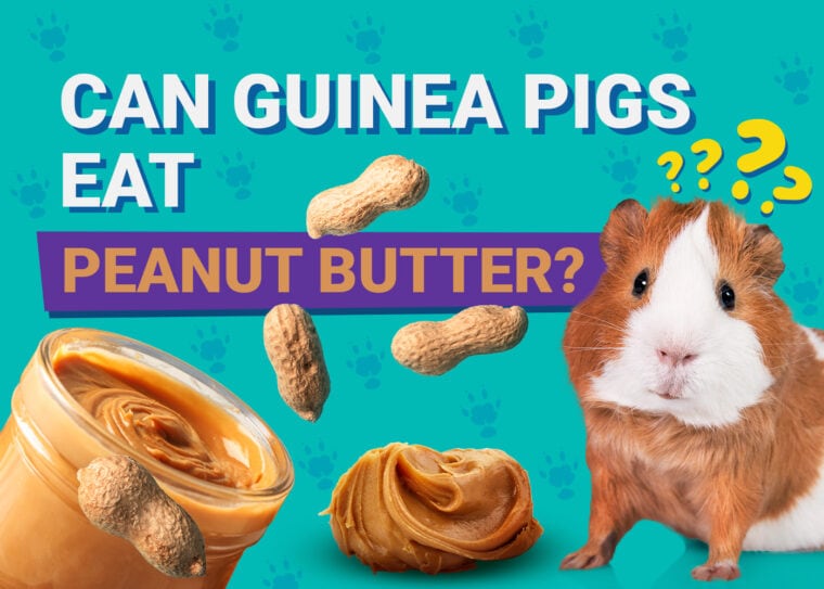 Can Guinea Pigs Eat_peanut butter