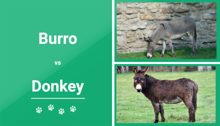 Burro vs donkey