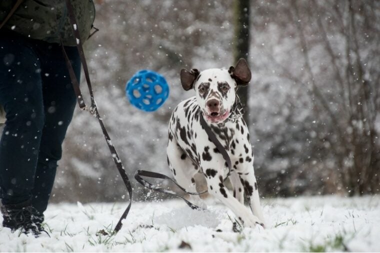 Playing in the snow with a Dalmatian dog