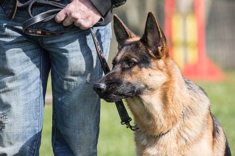 Portrait of an german sheperd dog living in belgium