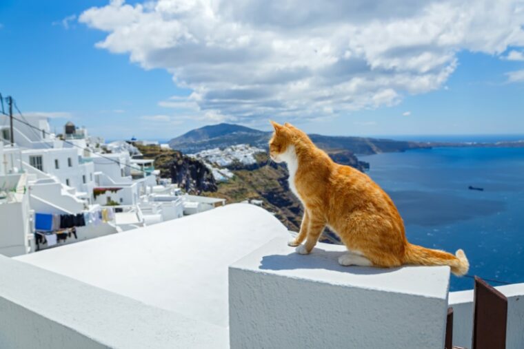 Red cat looks at the sea early in the morning, Santorini island, Greece