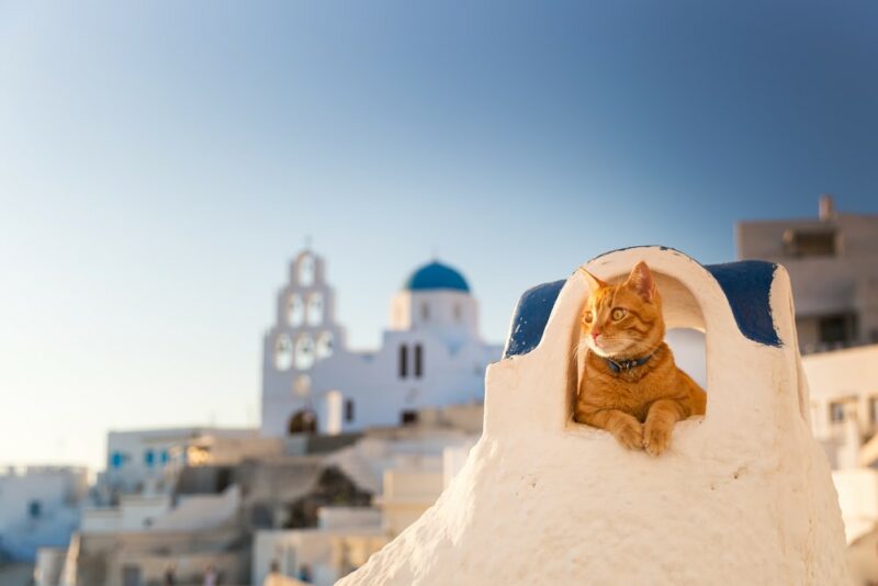 Red cat relaxing on the wall during sunset, Santorini, Greece