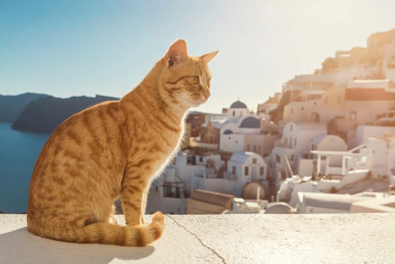 Santorini Stray Ginger Cat