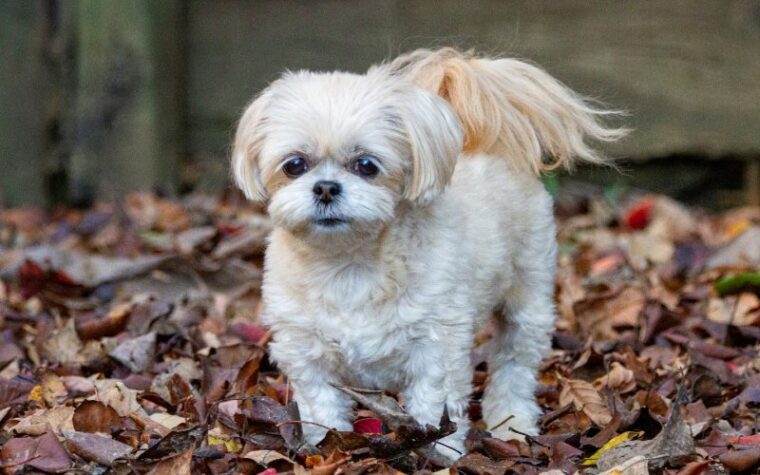 Shih Poo dog standing on leaves on the ground