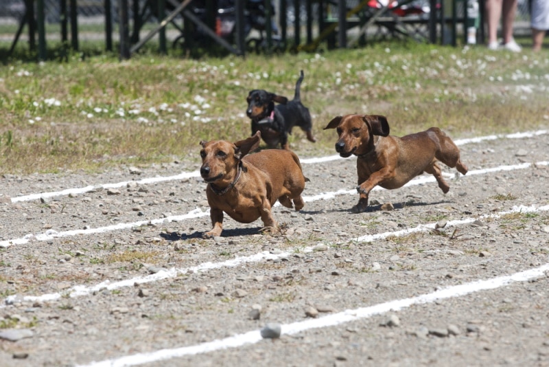 Three dachshunds in a foot race