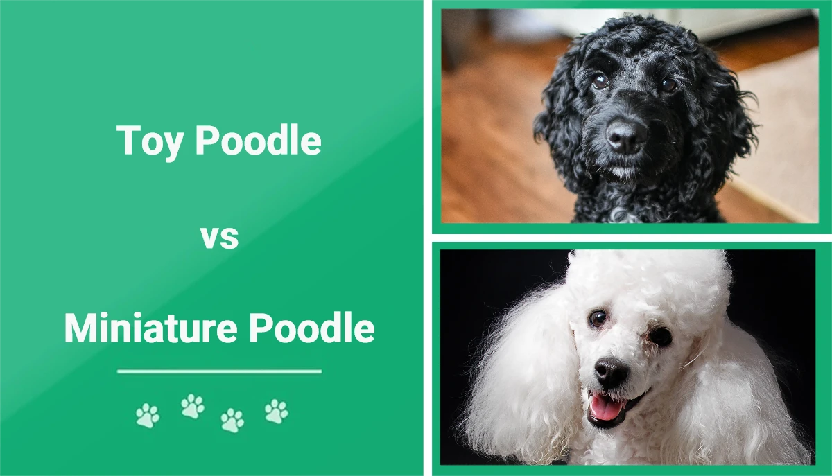 Toy Poodle vs Miniature Poodle: The Differences (With Pictures) | Pet Keen