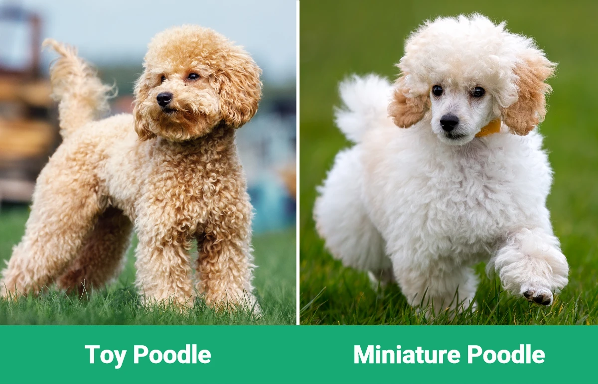 Toy Poodle Vs Miniature The