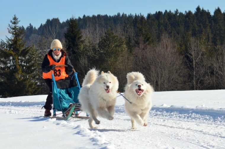 Two dogs sledding with a woman
