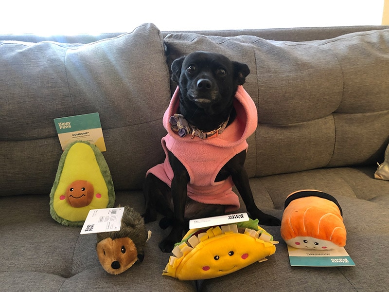 a black dog with pupjoy subscription box toys