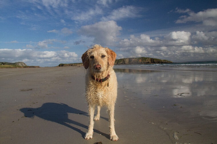a dog at the beach