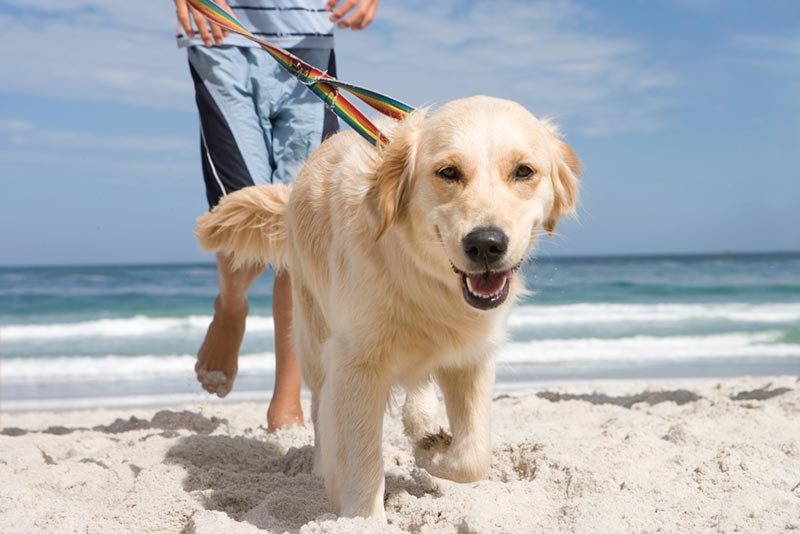 un perro se alejó de su dueño en una playa
