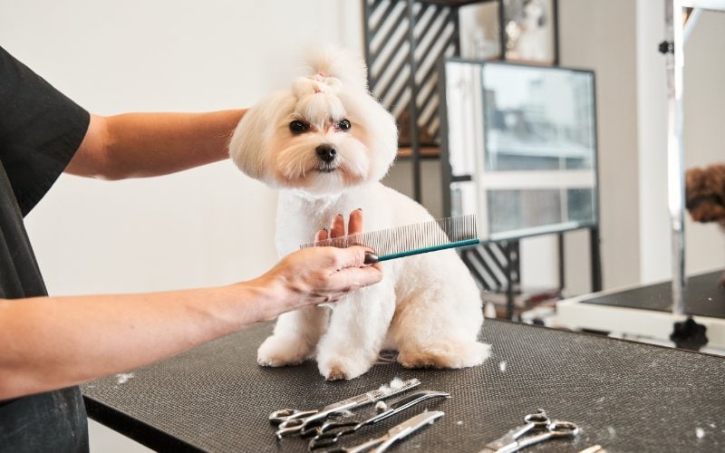 a pet groomer with a white Maltipoo dog on a table