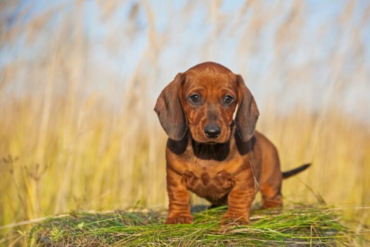 a red dachshund puppy looks at the camera while outdoors