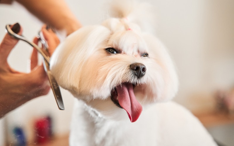 a white Maltipoo dog getting its fur trimmed